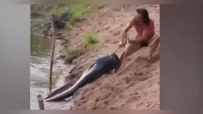 'Ikki metrli laqqa baliq va baliqchi olishuvi (Video)'ning rasmi