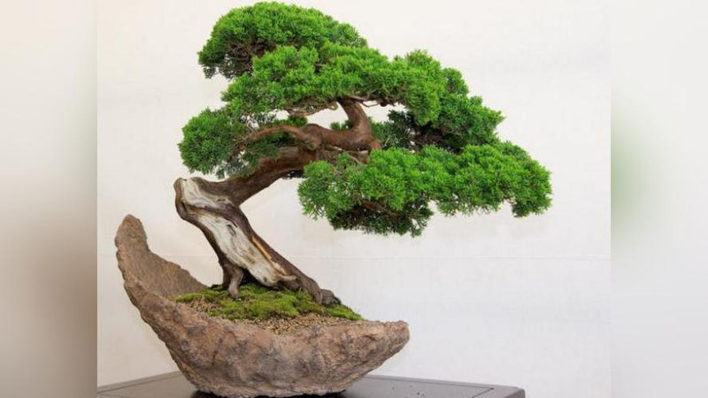 'UChUVChI BONSAY'ning rasmi