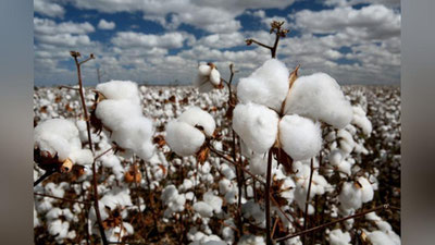 Изрображение 'Военнослужащие не будут привлекаться к сбору хлопка'