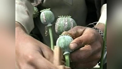 'Sherobodda nasha ekkan, Denovda marixuana sotayotgan shaxs ushlandi'ning rasmi