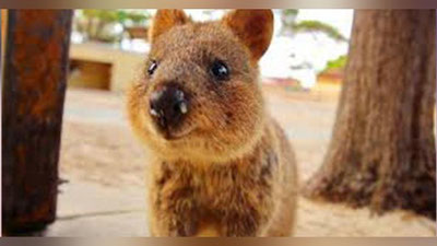 'Kaltadumli kenguruga sharob ichirgan turist jarimaga tortildi (Video)'ning rasmi