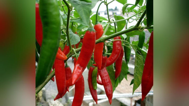 Изрображение 'В УЗБЕКИСТАНЕ БУДУТ ВЫРАЩИВАТЬ ОСТРЫЙ ПЕРЕЦ'