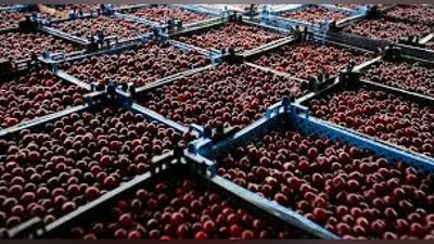 'O`zbek gilosining eksport miqdori ilk marotaba to`rt barobarga ortdi'ning rasmi