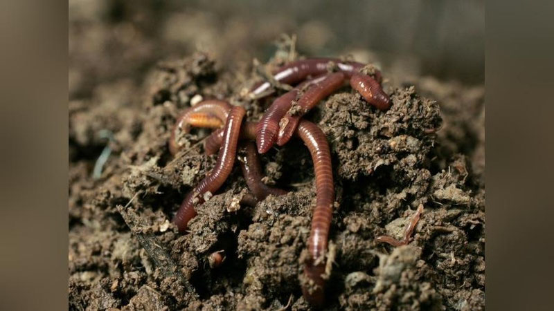 'Француз олими допинг учун чувалчанглардан фойдаланиш мумкинлигини айтмоқда'ning rasmi