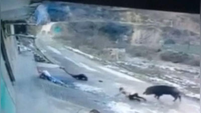 Изрображение 'В КИТАЕ ДИКИЙ КАБАН РАСТЕРЗАЛ ПЕНСИОНЕРА И ПОКАЛЕЧИЛ ДЕВУШКУ (ВИДЕО, 18+)'