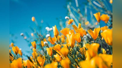 '9 mart kuni ayrim hududlarda havo harorati 23 darajagacha ko`tariladi'ning rasmi