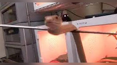 'Haykaldek tosh qotgan ilon birdan tashlanib qoldi (Video)'ning rasmi