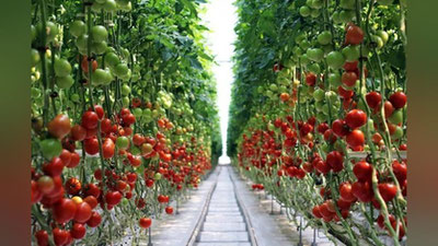 'Issiqxonalar uchun ajratilgan kreditlarning imtiyozli davr 5 yilga uzaytiriladi'ning rasmi