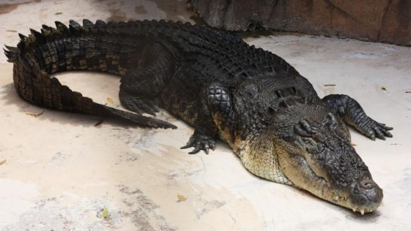 'УЛКАН АЛЛИГАТОР САЙЁҲЛАР ЎТИРГАН ҚАЙИҚҚА ЧИҚИБ ОЛДИ'ning rasmi