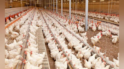 '100 ming parrandangiz bormi?   Yangi shtat tashkil qilishingiz shart!'ning rasmi