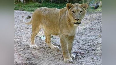 'Тошкентдаги уйлардан бирида африка шери топилди (видео)'ning rasmi