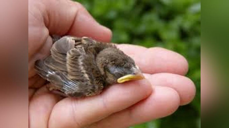 'Varshavada yovvoyi qushlar uchun maxsus shifoxona faoliyat olib bormoqda 'ning rasmi