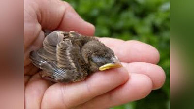 'Varshavada yovvoyi qushlar uchun maxsus shifoxona faoliyat olib bormoqda 'ning rasmi