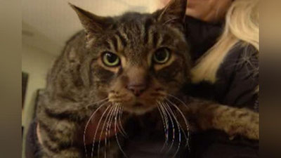 'Америкалик аёл 10 йил аввал ўлди, деб ўйлаган мушугини топди'ning rasmi