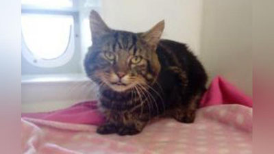 'Mashina radiatori panjarasida 120 kilometr yo`l bosgan mushuk tirik qoldi'ning rasmi