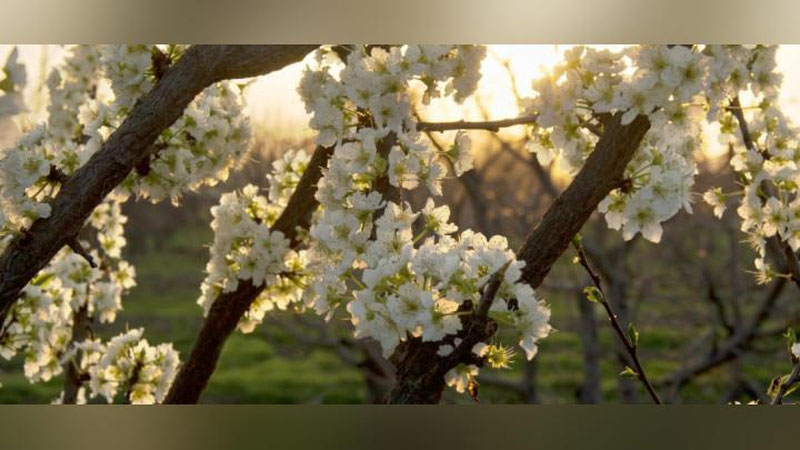 'Ertaga O`zbekistonda havo harorati 30 darajagacha ko`tariladi'ning rasmi