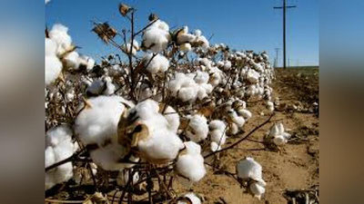 'Ishsiz fuqarolar paxta yig`im-terimiga ixtiyoriy ravishda jalb qilinadi, Sirdaryoda 90ta dala markazlari tashkil etiladi'ning rasmi