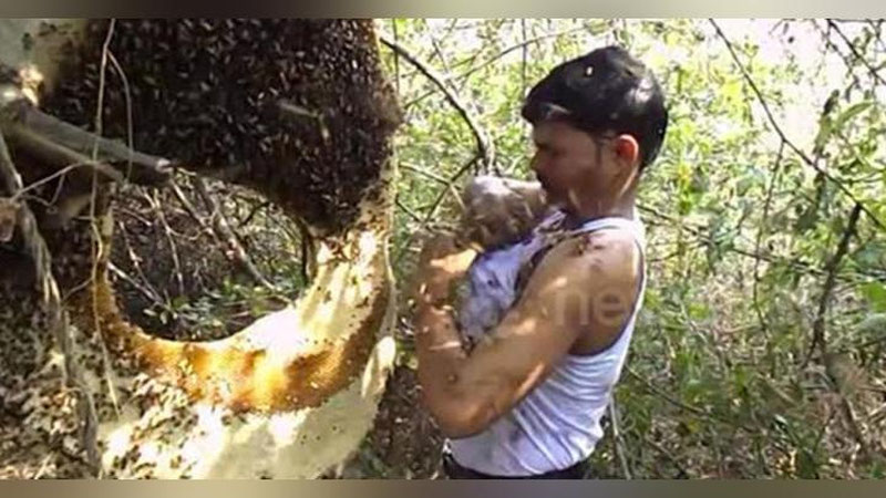 'Ҳиндистонлик йигит ари уясини майкасига ичига жойлаштирди 'ning rasmi