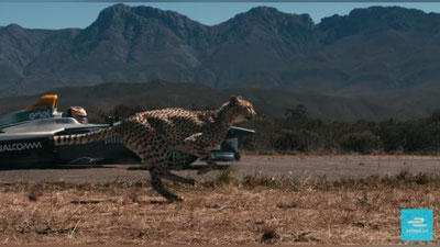 Изрображение 'БЫВШИЙ ГОНЩИК «ФОРМУЛЫ-1» И ГЕПАРД ПОСОРЕВНОВАЛИСЬ В СКОРОСТИ (ВИДЕО)'