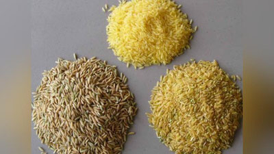 'Andijonda bug`doyning yangi navlari yaratildi'ning rasmi