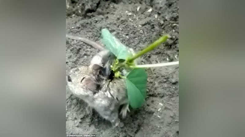 'Hindistonda kalamushning belidan soya o`simligi o`sib chiqdi (Video) 'ning rasmi