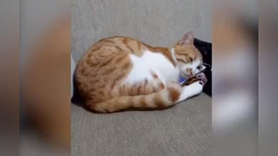 'Marhum egasining suratini ko`rib qolgan mushukvoy his-tuyg`ularini yashirmadi (Video)'ning rasmi