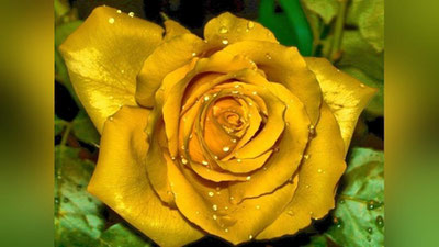 'Oltin rangli atirgul. Uni ko`rganmisiz?'ning rasmi