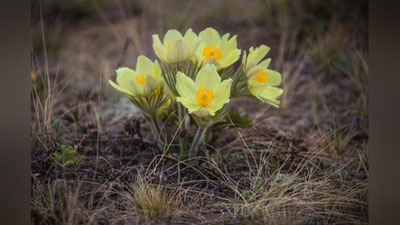 'Баҳорнинг илк куни қандай об-ҳаво кузатилади?'ning rasmi