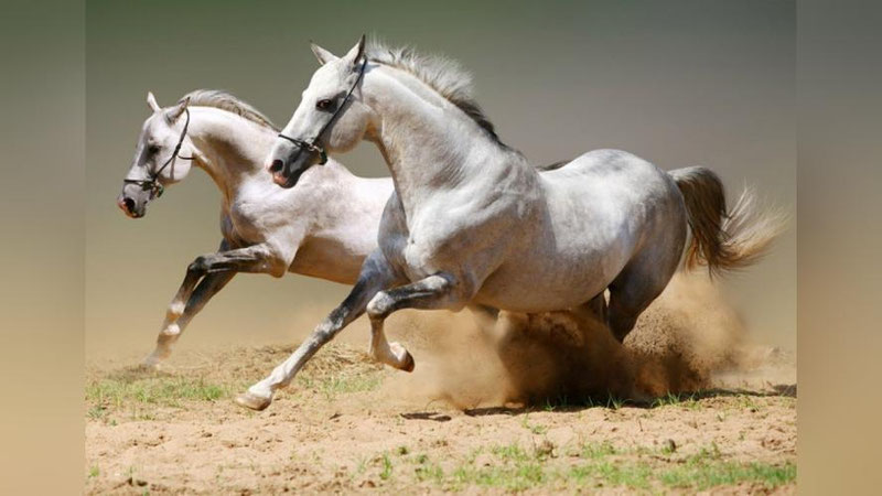 'ROSSIYa O`ZBEKISTON BILAN YILQIChILIK VA OT SPORTI SOHASIDA HAMKORLIK QILADI'ning rasmi