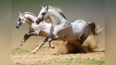 'ROSSIYa O`ZBEKISTON BILAN YILQIChILIK VA OT SPORTI SOHASIDA HAMKORLIK QILADI'ning rasmi