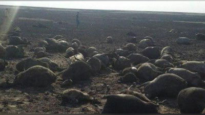 '​ҚОЗОҒИСТОНДА ЧАҚМОҚ УРИШИ ОҚИБАТИДА ЧЎПОН ВА ҚЎЙЛАРИ ЁНИБ КЕТДИ 'ning rasmi