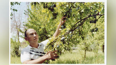 'ShO`RXOK ERDAN  UNGAN ShIRIN  MEVALAR'ning rasmi