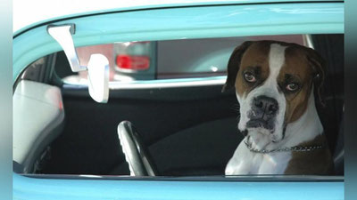 Изрображение 'ЗАПЕРТЫЙ В МАШИНУ ПЁС НАУЧИЛСЯ ДАВИТЬ НА ГУДОК ОТ СКУКИ (ВИДЕО)'