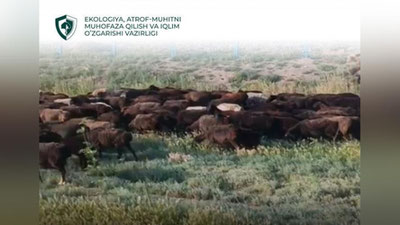 Изрображение 'В Кашкадарье оштрафовали пастуха, который пас скот на территории проекта "Яшил макон"'