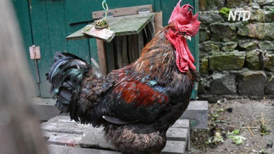 'Sudda xo`roz g`olib bo`ldi'ning rasmi