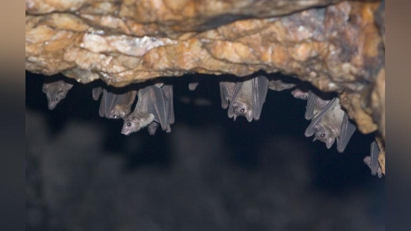 'Dunyoda Marburg virusi qurbonlari soni ortmoqda — JSST'ning rasmi