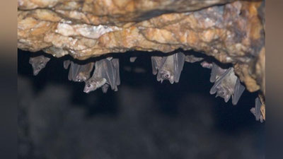 'Dunyoda Marburg virusi qurbonlari soni ortmoqda — JSST'ning rasmi