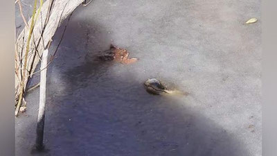 Изрображение 'В США АЛЛИГАТОРЫ ВМЕРЗЛИ В ЛЕД (ВИДЕО)'