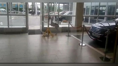 'Bug`u bolasi Moskvadagi avtosalonda “mehmon” bo`ldi (Video)'ning rasmi