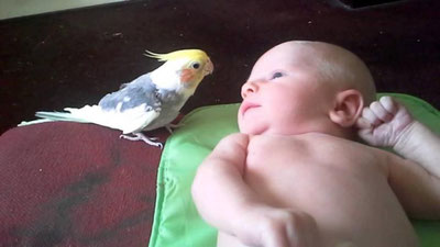 '​Chaqaloqqa alla aytgan to`tiqush (Video)'ning rasmi