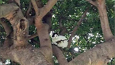 '​Дарахтда “милтиқ” кўтариб ўтирган мушукни қуролсизлантириш учун полиция чақирилди'ning rasmi