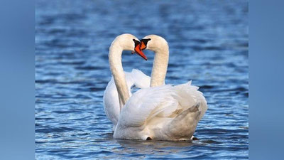 'Парвоз қилаётган қушлар'ning rasmi