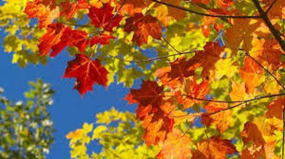 'Ertaga  ob-havo qanday bo`ladi? 'ning rasmi