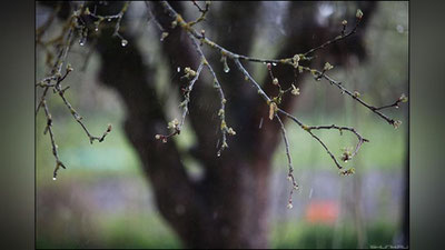 '4 март куни Ўзбекистонда кутилаётган об-ҳаво маълумоти'ning rasmi