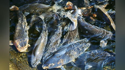 'Tabiiy suv havzalarini baliqlantirish me`yorlari belgilandi'ning rasmi