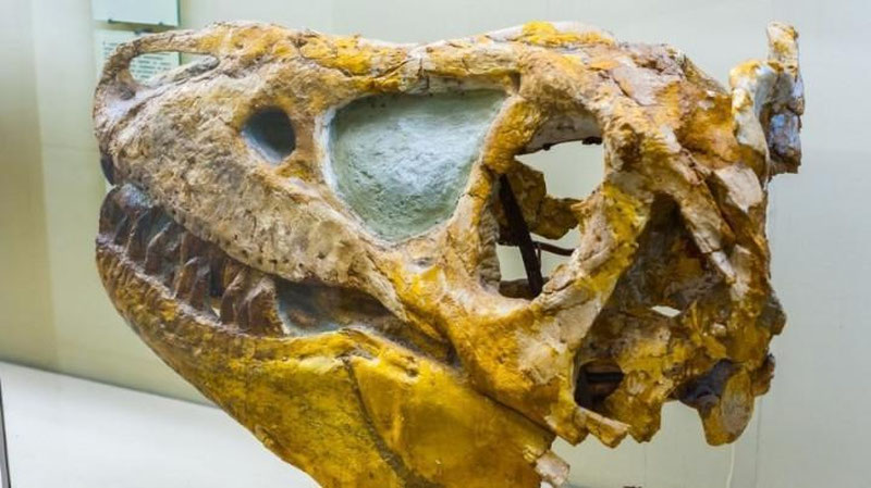 Изрображение ' «АРГЕНТИНСКИЙ» ДИНОЗАВР ОКАЗАЛСЯ РОДОМ ИЗ УЗБЕКИСТАНА'