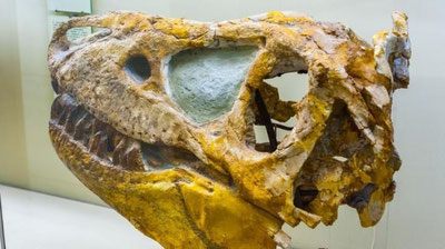 Изрображение ' «АРГЕНТИНСКИЙ» ДИНОЗАВР ОКАЗАЛСЯ РОДОМ ИЗ УЗБЕКИСТАНА'