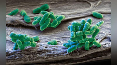 Изрображение 'Найдены бактерии, способные «видеть»'