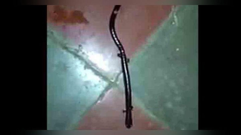 'Malayziyada ilonga o`xshash qora sudraluvchi mavjudot topildi (Video)'ning rasmi