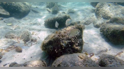 'Braziliya qirg`oqlarida cho`kib ketgan orol topildi'ning rasmi